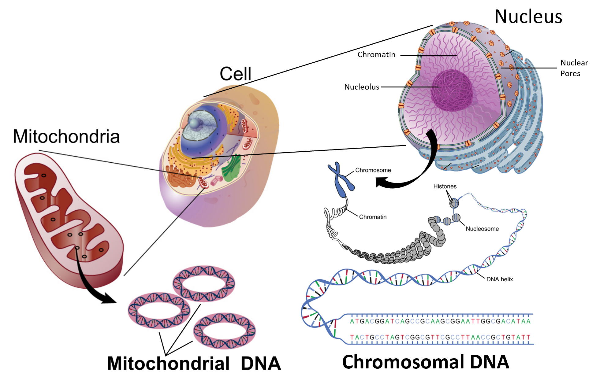 1.5: Linkage - Biology LibreTexts