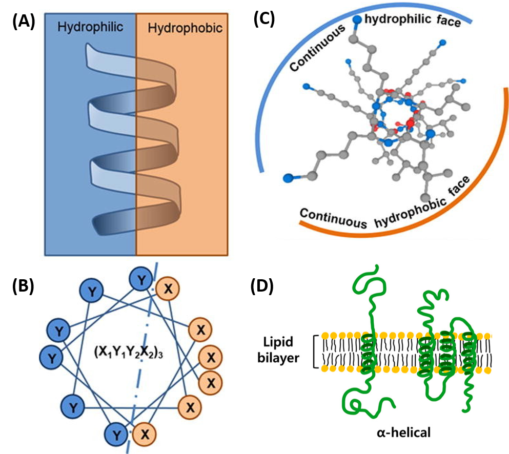 do alpha helices have a lot of hydrophobic amino acids