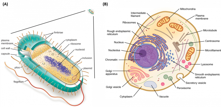 Chapter 1: The Foundations of Biochemistry – Chemistry