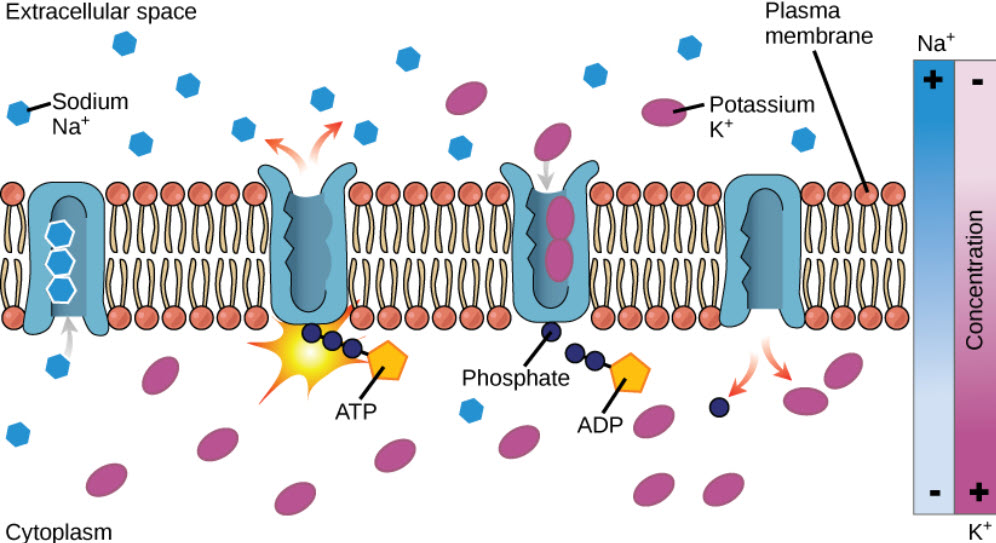 Активный транспорт насосы. Na,k - АТФАЗА И na k насос. Натрий калий АТФАЗА. Калий натриевый насос. Активный транспорт натрий-калиевый насос.