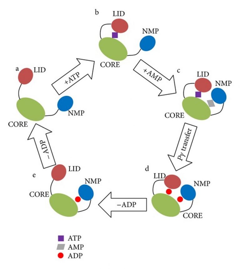 Chapter 7: Catalytic Mechanisms Of Enzymes - Chemistry