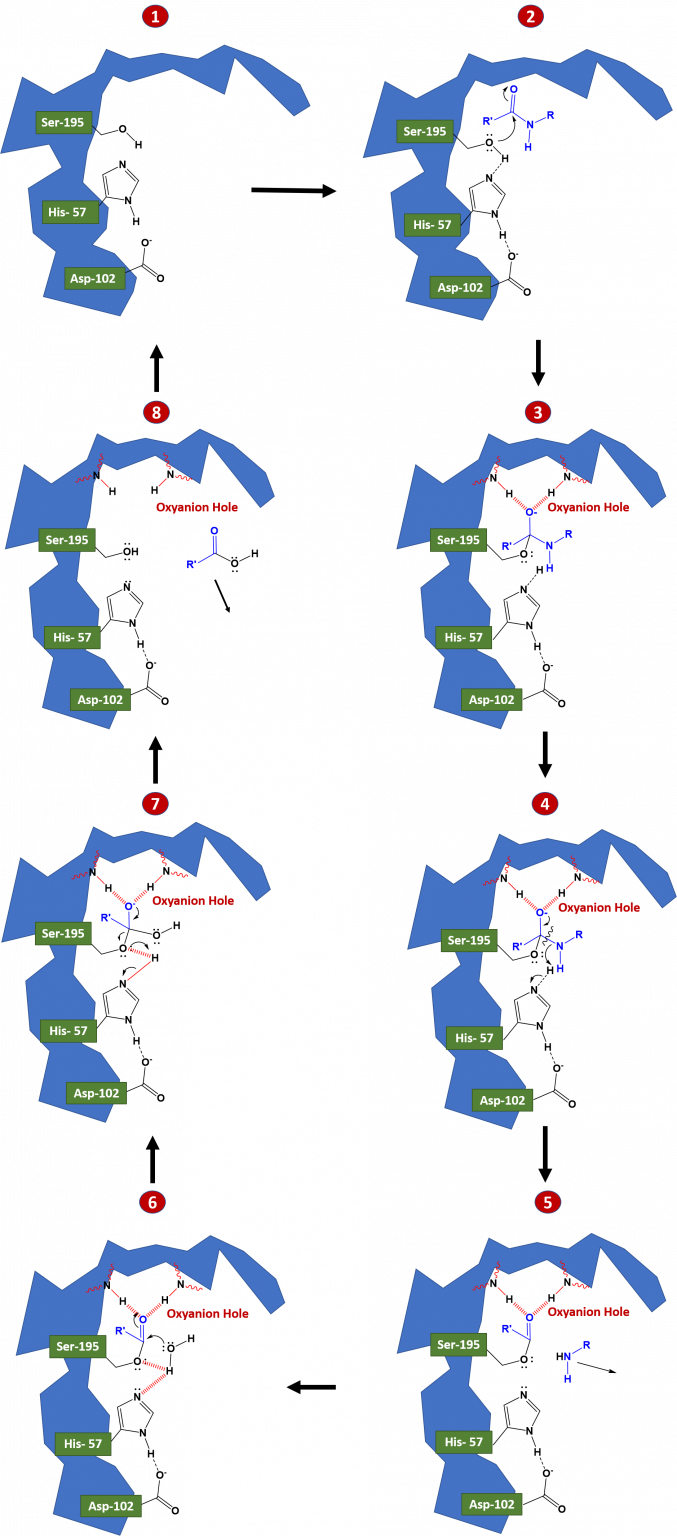 Chapter 7 Catalytic Mechanisms of Enzymes Chemistry