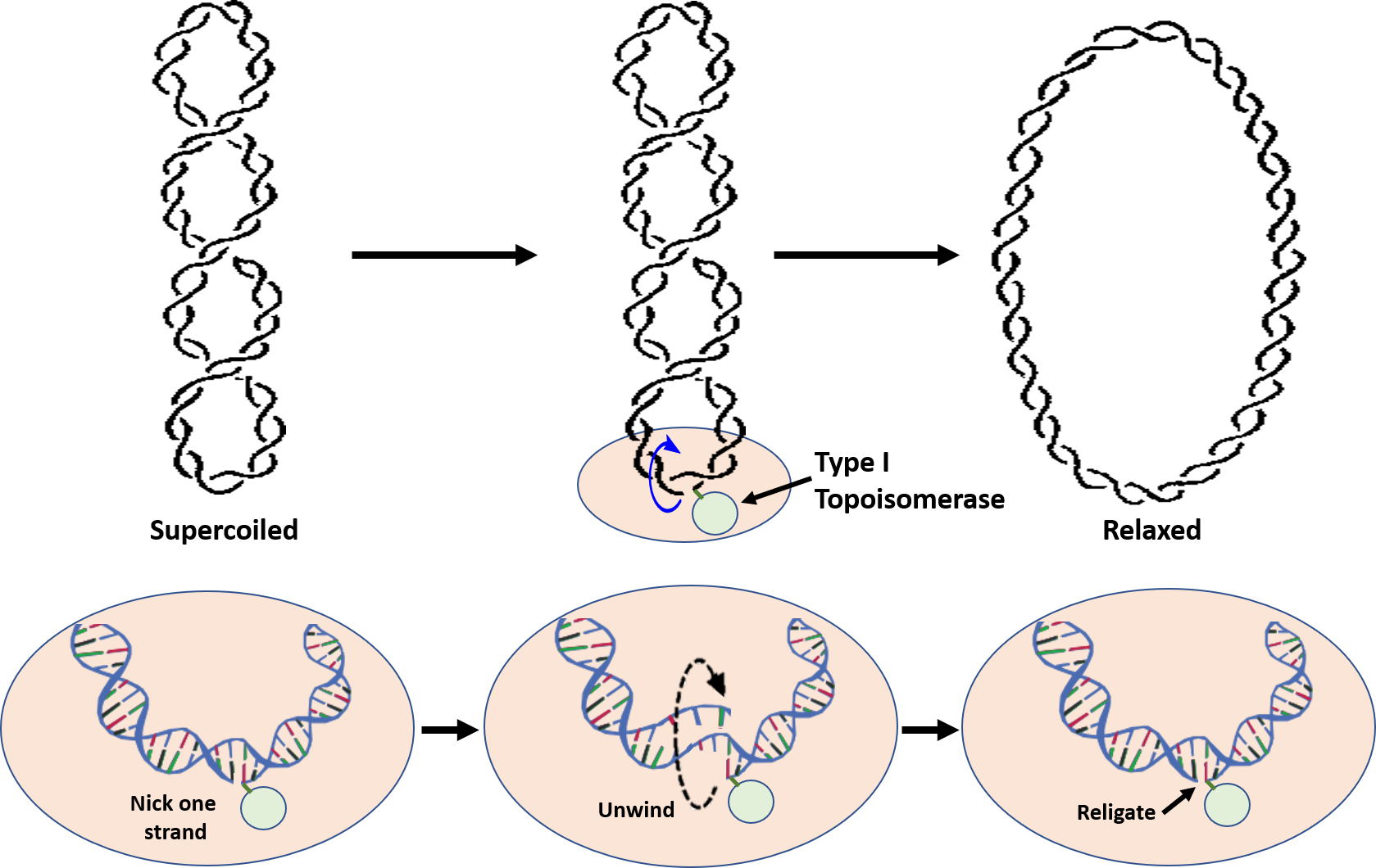 Chapter 9: DNA Replication – Chemistry