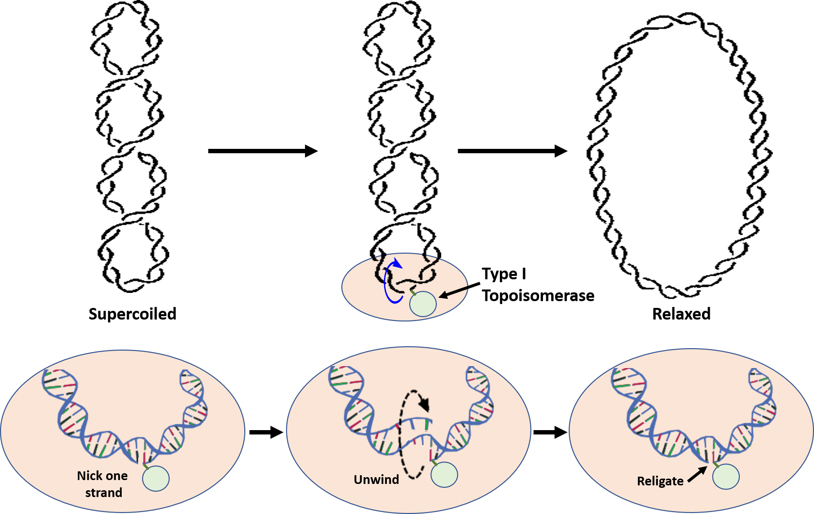 Chapter 9 Dna Replication Chemistry