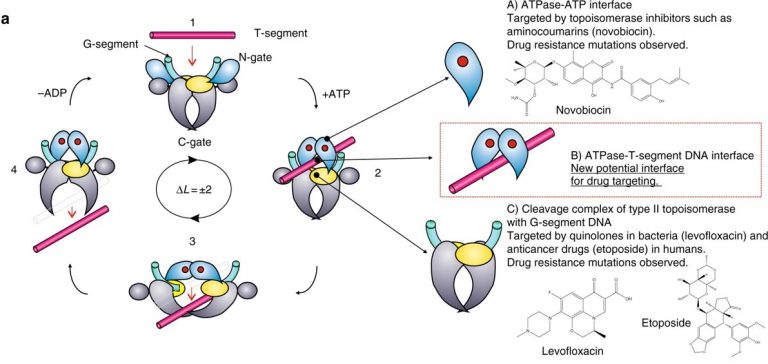 Chapter 9 Dna Replication Chemistry