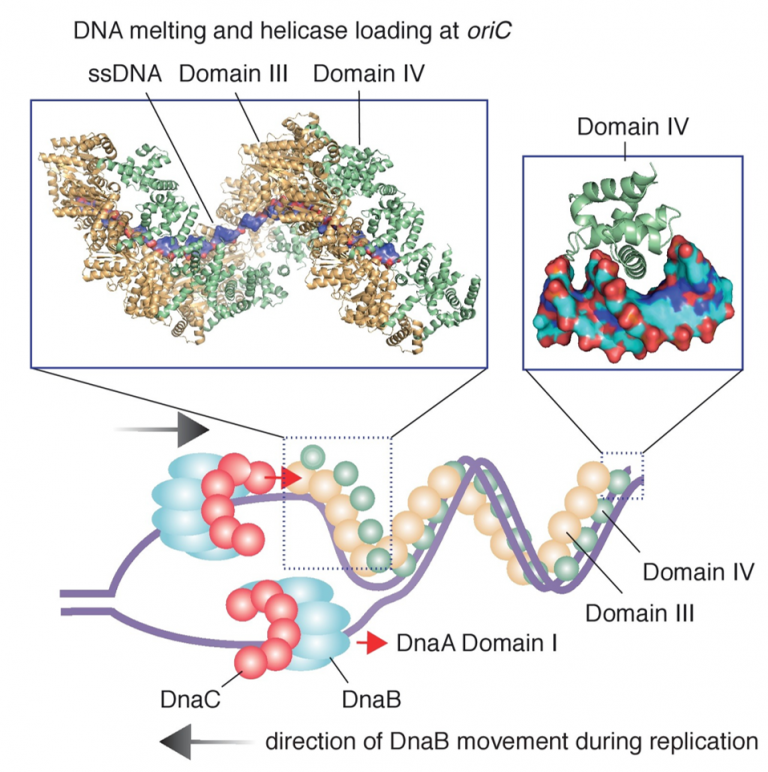 Днк 9. Oric DNAA. Eucariotic helicase.