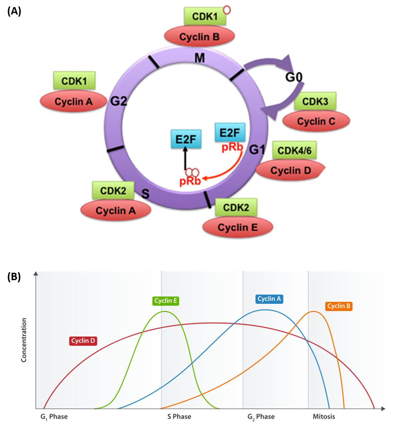 mastering biology oxidative phosphorylation concept map