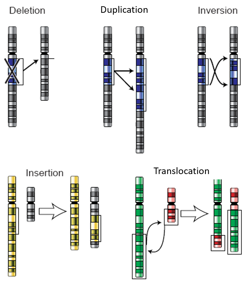 insertion mutation