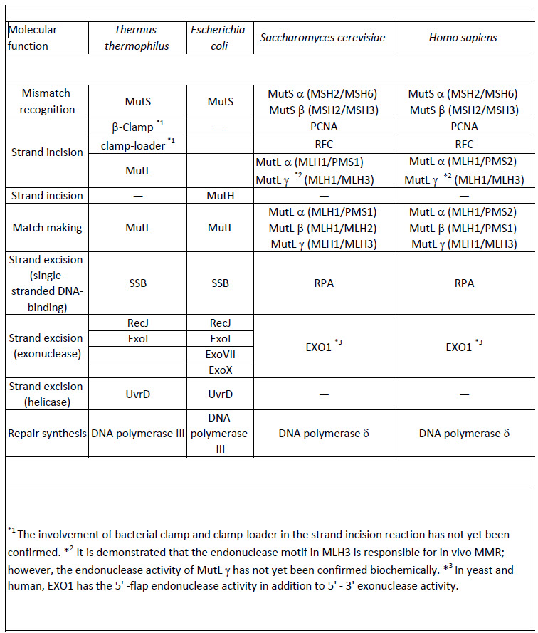 comparing dna replication and transcription worksheet answers