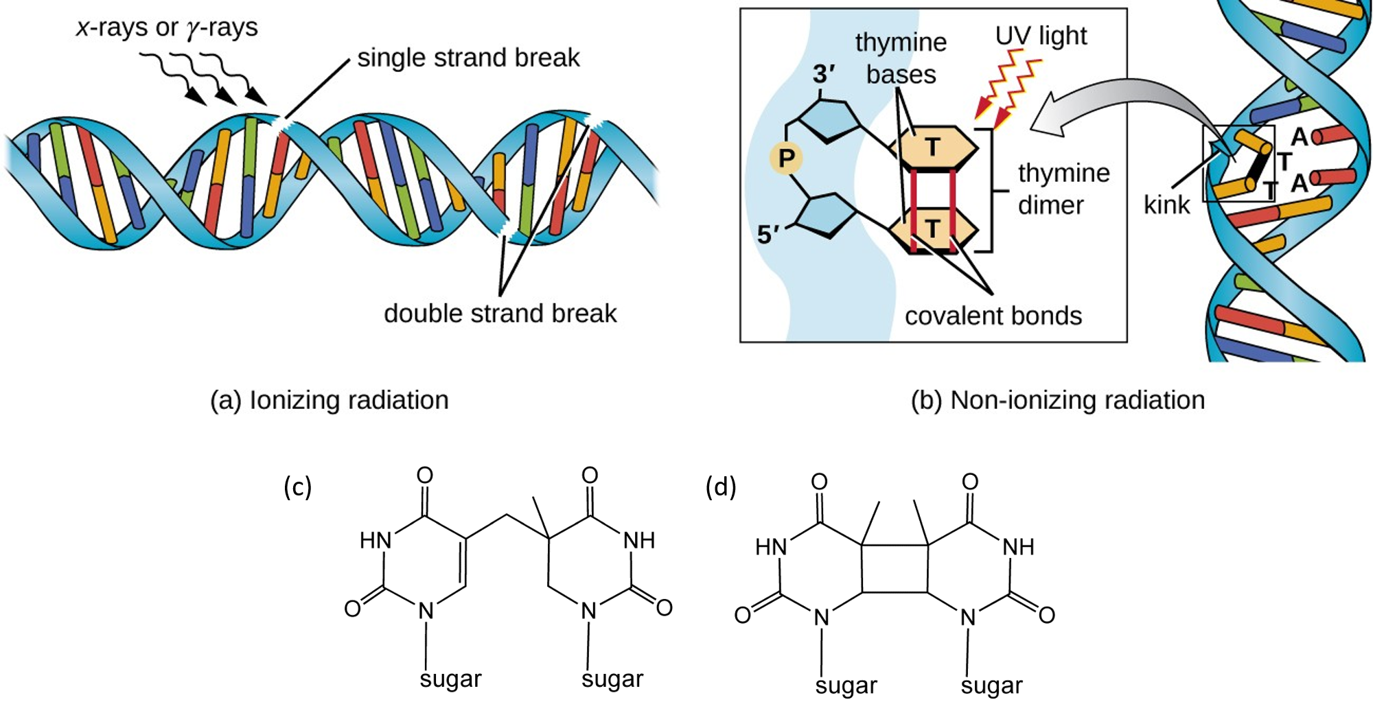 A protein with a dual role: Both repair and mutation