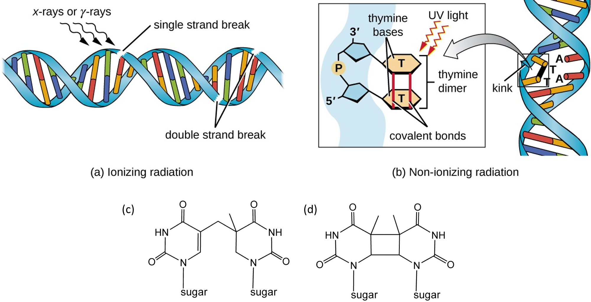 thymine dimer mutation