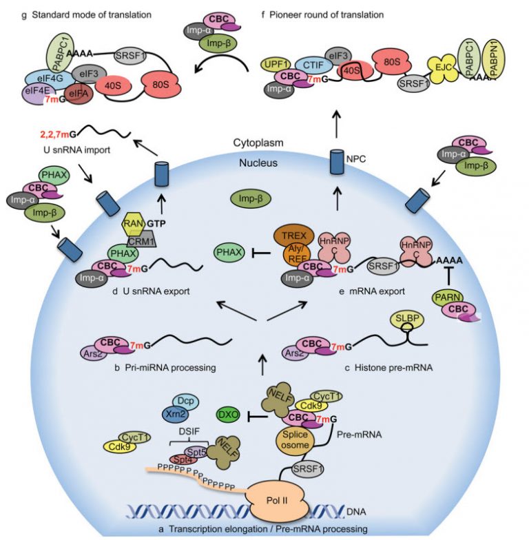 Chapter 10: Transcription and RNA Processing – Chemistry