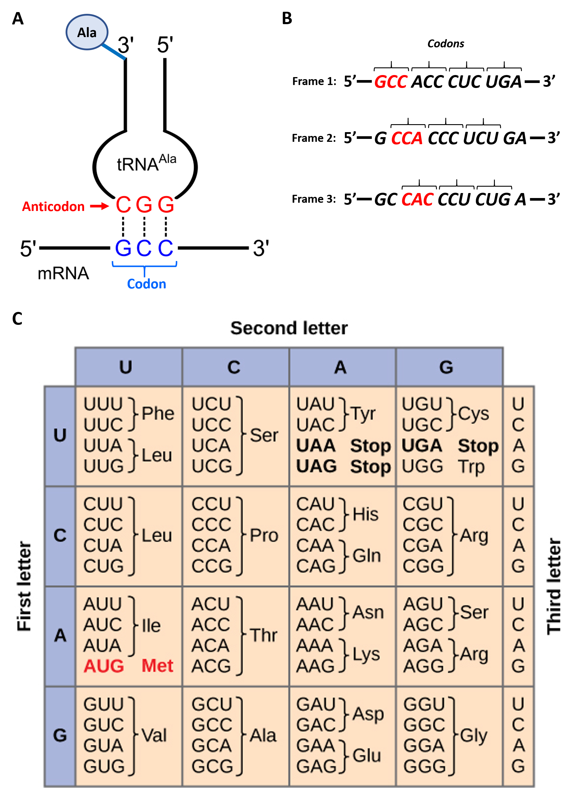 Amino Acid And Codon Chart