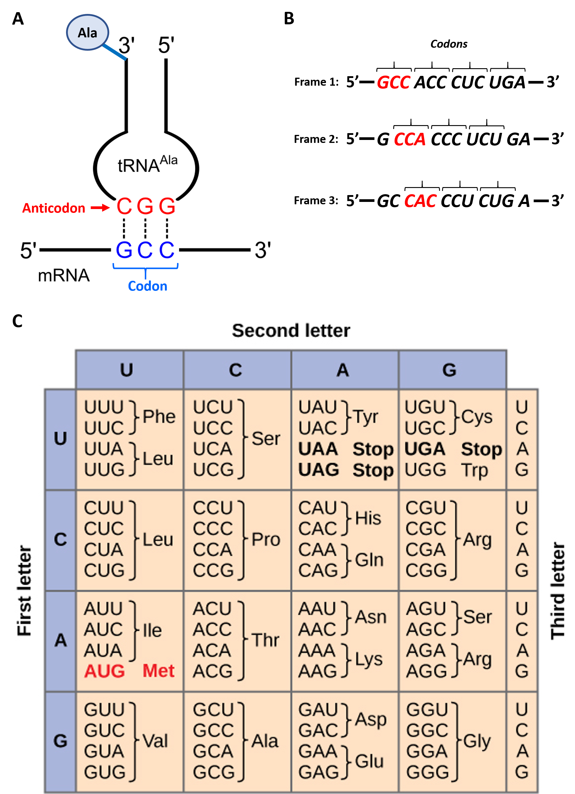 Chapter 29: Translation – Chemistry