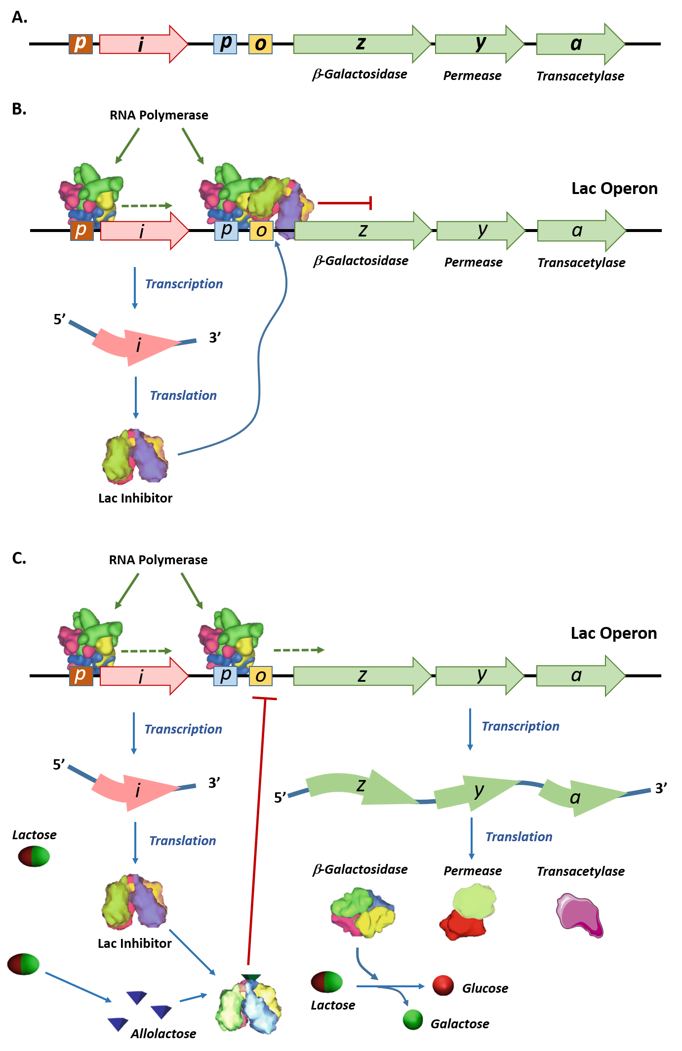 Regulation of Gene Expression – Prokaryotes – Introduction to Molecular  Biology