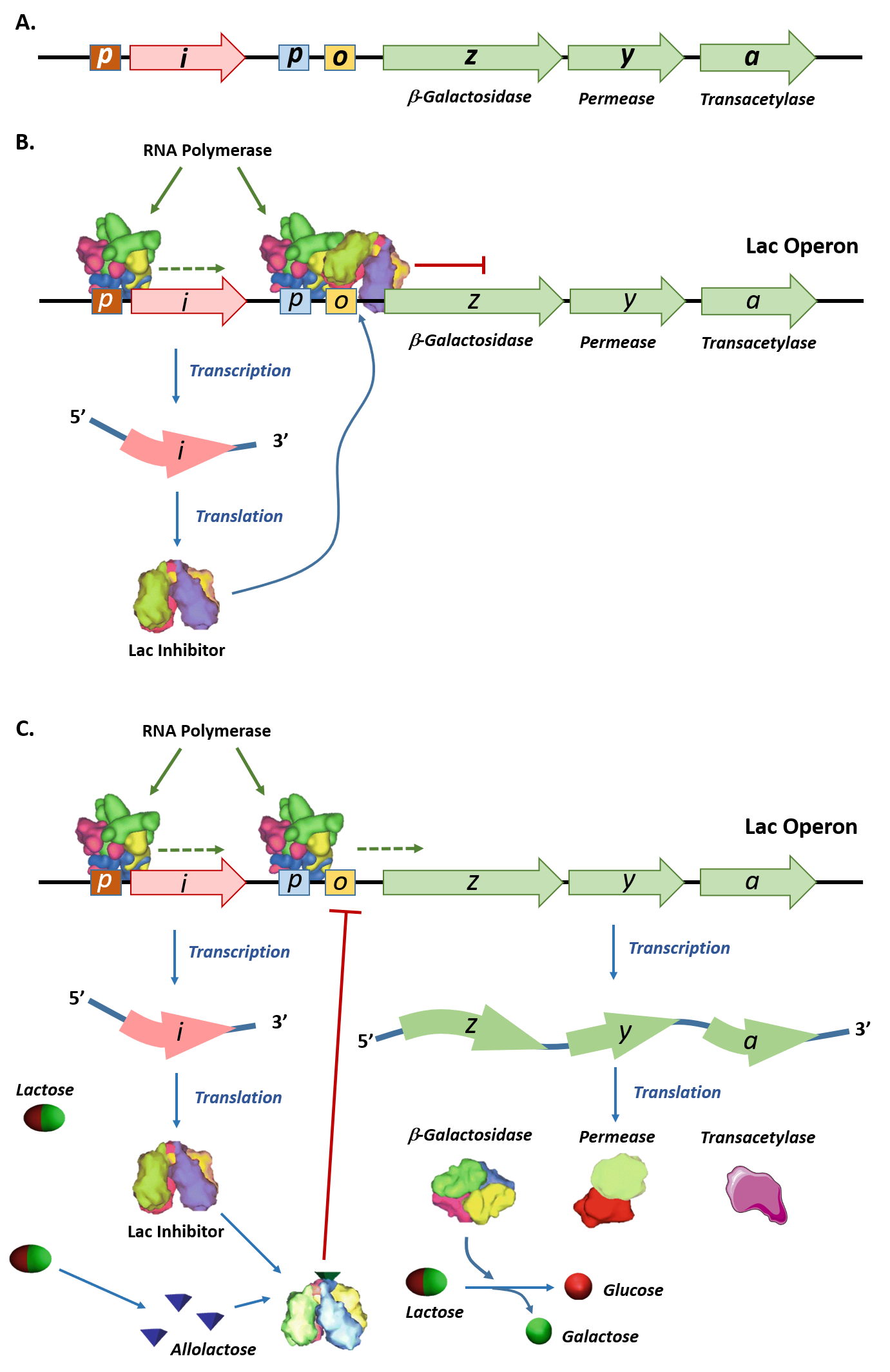 Schematic representations of the flanking regions of the target gene