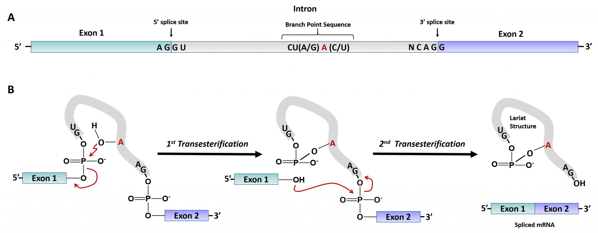 Chapter 10 Transcription and RNA Processing Chemistry