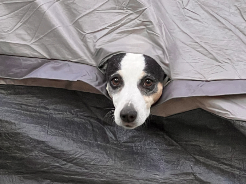 molly the adorable pup