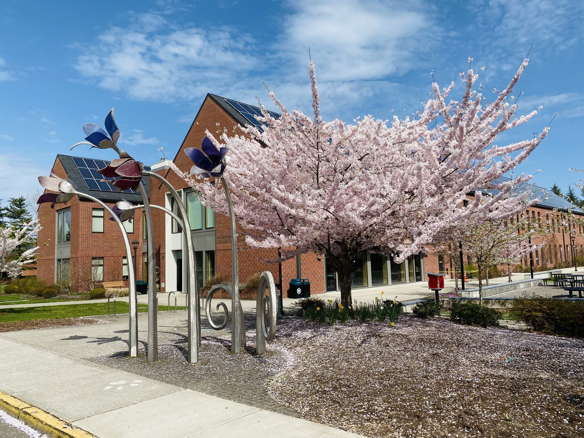Cherry Blossoms at Western Oregon University