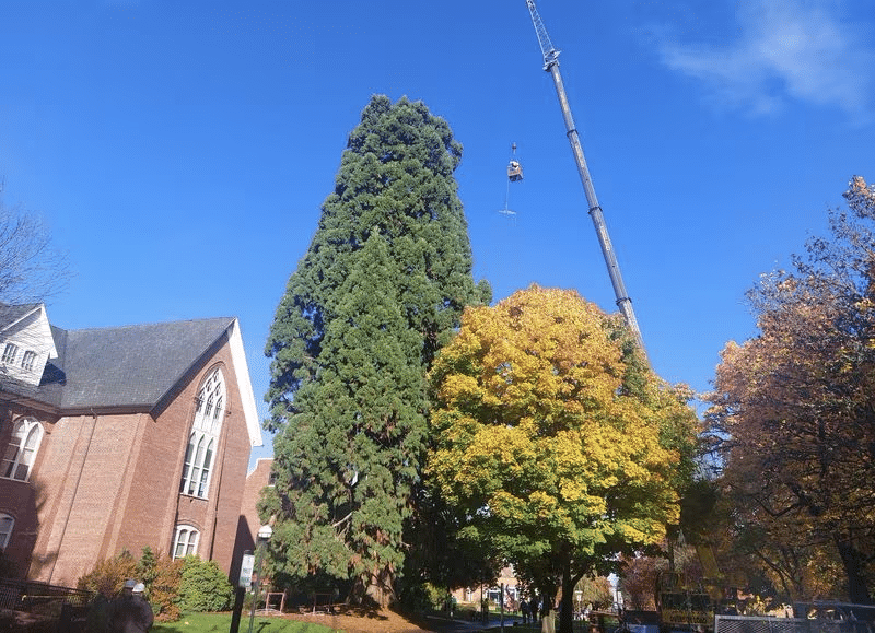 Western Oregon University to host 56th Annual Holiday Tree Lighting Ceremony