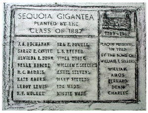 sequoia tree plaque