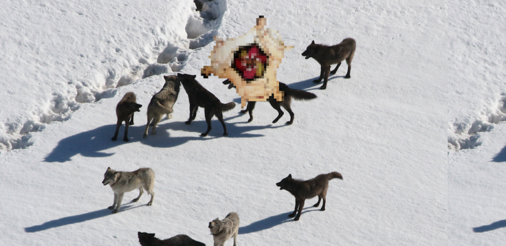 Image of wolf pack on snow, disrupted by pixilated insert of flower.