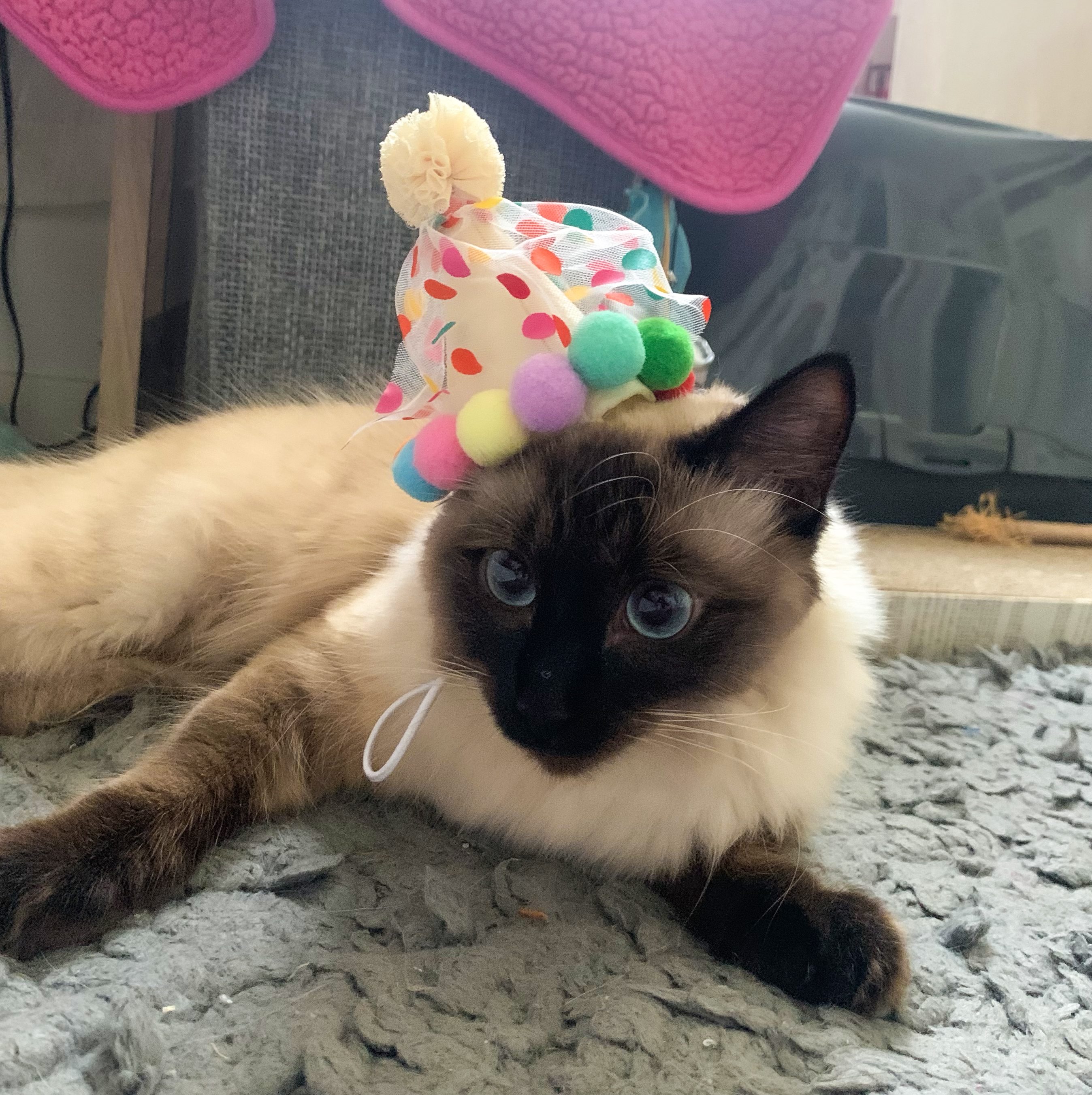 Throwing a Cat Birthday Part