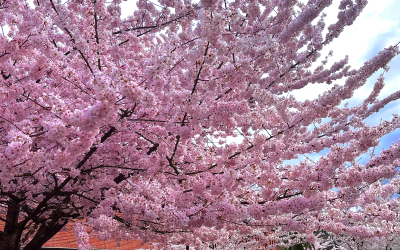 Oregon blooms