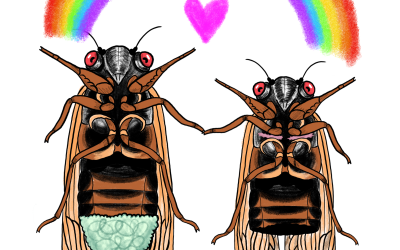 Cicadas broods infected with Massospora fungus