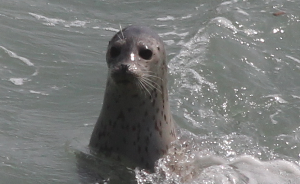 Harbor_seal