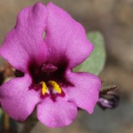 Up close and personal with a dwarf monkey flower