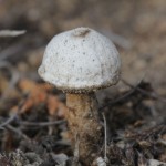 Miniature mushroom about 0.5 inches in size